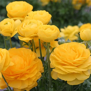 Цибулини Яскрава Лютики Yellow (29760) (5шт)