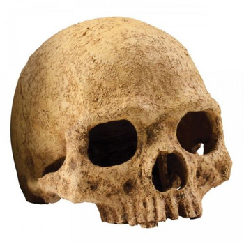 Dekoracje do terrariów Exoterra Cave Skull (0015561228558)