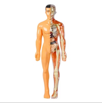 Скелет человека и органы Анатомическая модель human body обучающая модель анатомии человека для школы 28 см