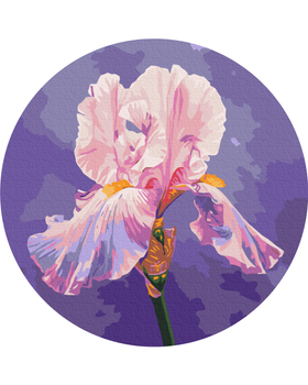 Рожевий Ірис © Anna Steshenko
