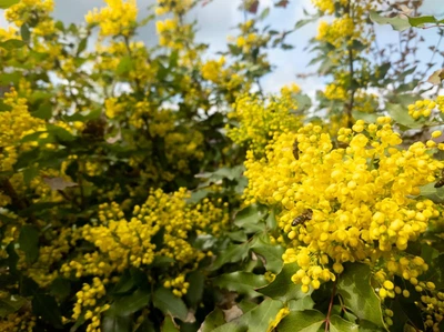 Саженец Магония Падуболистная 1 річний