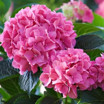 Гортензія Bouquet Rose 1,5 л