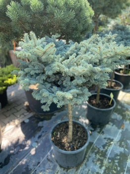 Ель Glauca Globoza Ра0.5-0.7 м