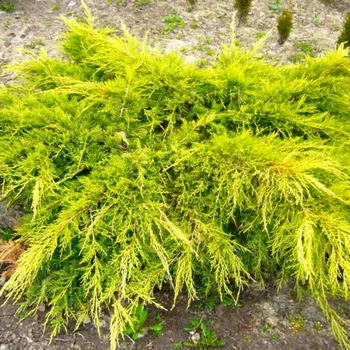 Ялівець китайський Kuriwao Gold, C5