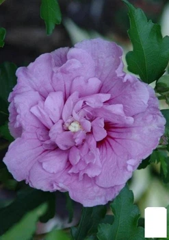 Гибискус древовидный махровый "Лавандовый шифон" (Lavender Chiffon) (50694)