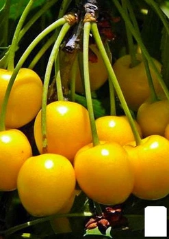 Черешня глянцевого желтого цвета "Медовая сладость" (Honey sweetness) (премиальный,устойчивый к заболеваниям сорт) (47681)