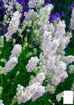 Лаванда узколистная белоснежная "Edelweiss" (контейнер Р9) (52655)