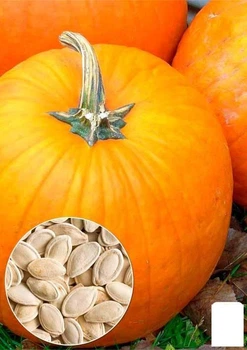 На развес Тыква "Кустовая оранжевая" Agro-Market цена за 10г (49359)