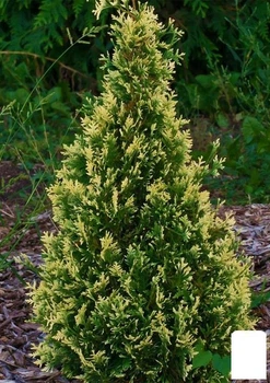 Туя західна "Smaragd Variegata" С3, висота 30-40см (71810)