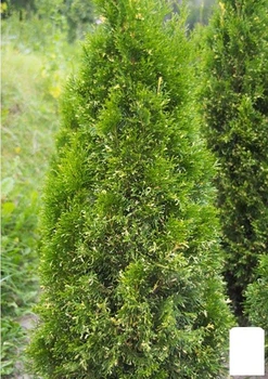 Туя західна "Смарагд Варієгата" (Smaragd Variegata) горщик P9 (39011)