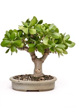 Бонсай "Crassula" (97741)