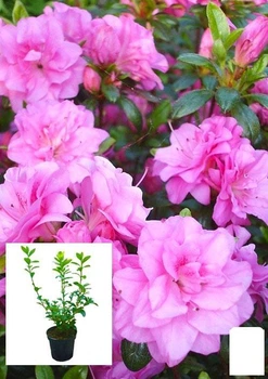 Азалія японська "Розінетта" (Azalea japonica "Rosinetta") С2 висота 20-50см (62283)