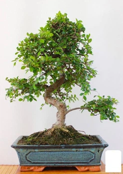Бонсай "Zelkova" (63545)