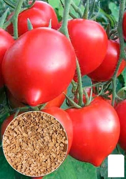 На вагу Томат "Буденівка" Agro-Market ціна за 1г (49403)