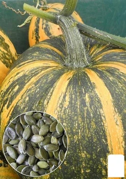 На развес Тыква "Масляная" Agro-Market цена за 10г (52265)