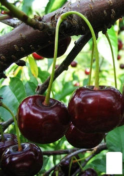 Вишня карликовая шаровидная черная "Крупноплодная" (Large-fruited) (венгерская селекция, премиальный морозостойкий сорт) (37370)