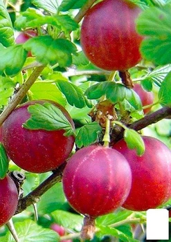 Крыжовник "Хиннонмаки Рот" (Hinnonmaki Rot) (средний срок созревания, морозоустойчивый сорт) (19911)