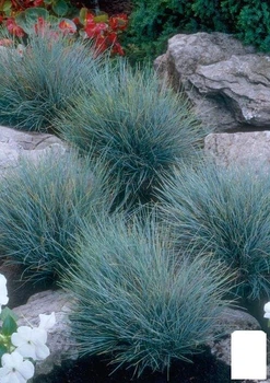 Овсяница аметистовая (Festuca amethystina) (60490)