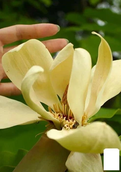 Магнолия трёхлепестная "Magnolia Tripetala" (49492)