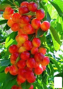 Черешня колоновидная "Розовая" (47396)