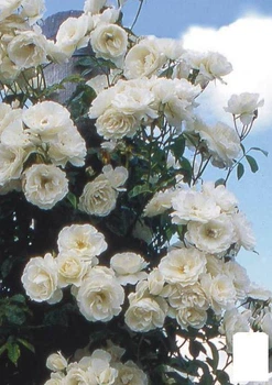 Роза шрабовая "Blanc Double de Coubert" (37276)