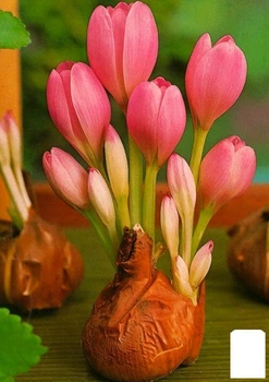 Колхікум "Cilicicum purpureum" 1шт в упаковці (17304)
