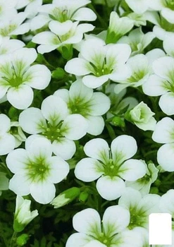 Камнеломка Арендса "White Pixie" (50787)