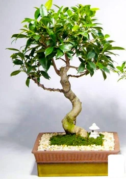 Бонсай "Ficus Natasja" (98127)