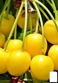Вишня жовта (вузькопірамідальна) 1 саджанець в упаковці. (48858)