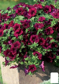 Сурфиния "Burgundy" (контейнер № 10. высота 10-15 см) (47997)