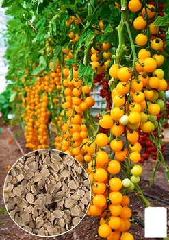 На вагу Томат "Золоті цівки" Agro-Market ціна за 1г (46372)