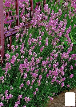 Лаванда узколистная "Elegance Pink" (61878)