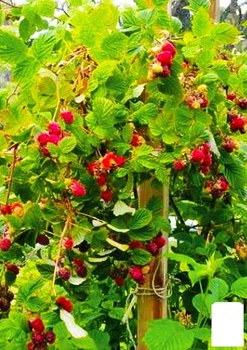 Малиновое дерево насыщенно-розовая "Жемчужина сада" (Pearl of the Garden) (премиальный сорт, не дает поросли) (48190)
