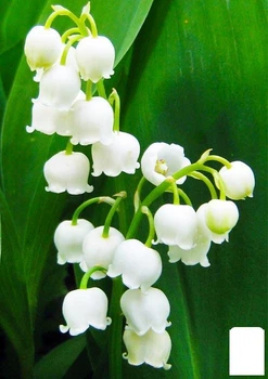 Ландыш Кейске - Convallaria keiskei (25955)