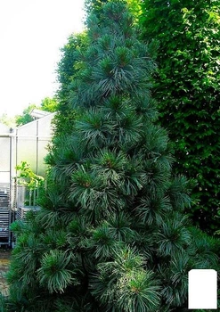 Сосна "Корейский кедр" (Pinus koraiensis) горшок P9 (38185)