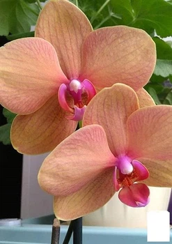 Орхідея (Phalaenopsis) "Apricot" (50456)
