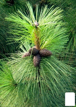 Сосна Орегонская "Pinus Ponderosa" (100045)