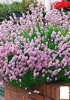 Лаванда узколистная "Rosea" (48767)