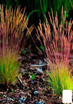 Овсяниця Готьє червонолисте "Sunrise" (Festuca Sunrise) (99367)
