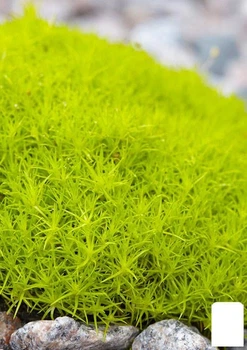Мшанка (ирландский мох) "Lime Moss" (56013)
