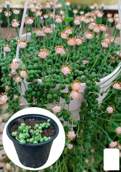 Крестовник "Роули" (Senecio&nbsp;"Rowleyanus") (60483)