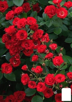 Роза почвопокровная "Scarlet" (24153)