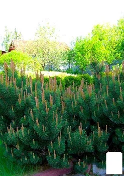 Сосна гірська карликова "Montana" (Pinus Mugo) горщик P9 (49231)