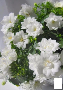 Кампанула махровая "Double White" (102106)