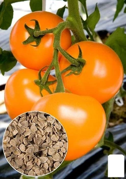 На развес Томат "Дабл оранж" Agro-Market цена за 1г (46361)