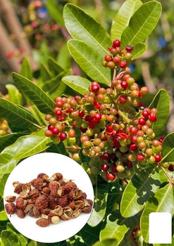 Сичуанський перець "Zanthoxylum" (перечне дерево) висота 10см (90555)