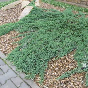 Саженцы Можжевельника горизонтального Вилтони&nbsp;(Juniperus horizontalis Wiltonii) Р9