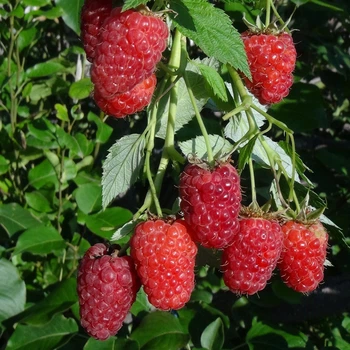Саженцы (кусты) летней малины Квелли, поздняя