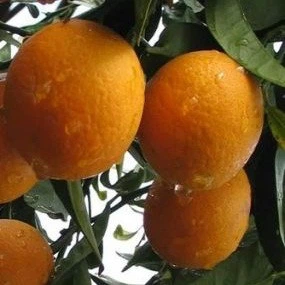 Саженцы апельсина Вашингтон Навел (Citrus sinensis Washington navel) - ранний, холодостойкий