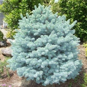 Саженцы Ели колючей голубой Кейбаб (Picea pungens Glauca Kaibab) Р9